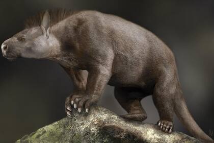 13/05/2021 Reconstrucción de un mamífero del Paleoceno que vivió hace unos 65 millones de años. POLITICA INVESTIGACIÓN Y TECNOLOGÍA SARAH SHELLEY