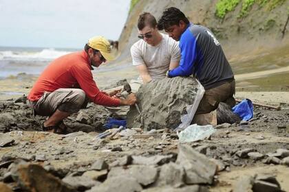 13/07/2023 Recogida de fósiles para el estudio. Nuevos hallazgos fósiles en el área norte del Canal de Panamá sugieren que el intercambio de especies marinas persistió en estas aguas poco profundas durante la etapa final de formación del istmo. POLITICA INVESTIGACIÓN Y TECNOLOGÍA STRI