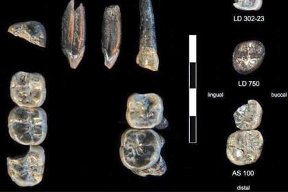 13/08/2025 Los 13 dientes fósiles recolectados en el área de Investigación Ledi-Geraru entre 2015 y 2018. Las colecciones en las localidades LD 750 y LD 760 representan una especie de Australopithecus recién descubierta