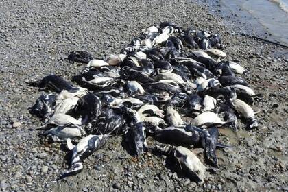 139 pingüinos de Magallanes fueron encontrados muertos en Santa Cruz