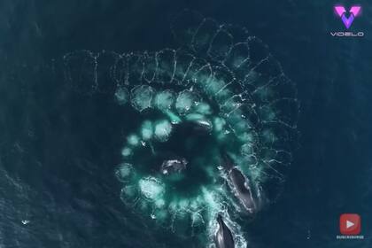 14-10-2021 Filman a vista de pájaro el fascinante momento en que un grupo de ballenas jorobadas forman una espiral para cazar krill.  MADRID, 14 oct. (EDIZIONES) El cineasta Richard Sidey, de Wanaka, Nueva Zelanda, se encontraba inmerso en un proyecto de investigación en la Antártida cuando un grupo de ballenas jorobadas comenzaron a formar una perfecta espiral para cazar krill.  SOCIEDAD YOUTUBE - VIDELO