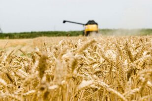 La exportación de trigo argentino se diversifica