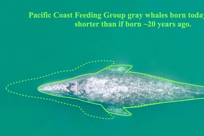 14/06/2024 Esquema que muestra la disminución de longitud entre una ballena gris en el área estudiada adulta nacida antes de 2000 y una ballena gris nacida en 2020 POLITICA INVESTIGACIÓN Y TECNOLOGÍA OSU