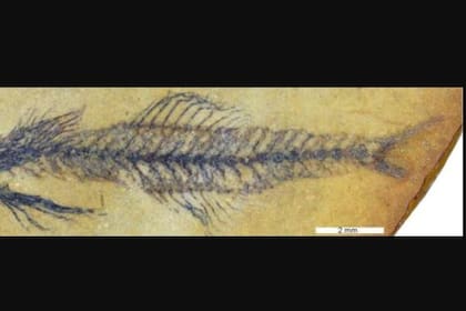 14/06/2024 Pez fósil del nuevo género Simpsonigobius POLITICA INVESTIGACIÓN Y TECNOLOGÍA MORITZ DIRNBERGER