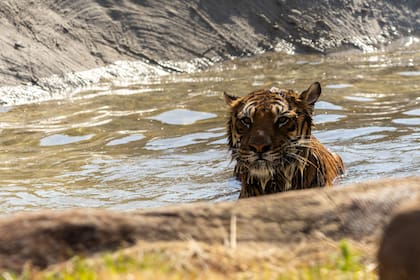 15 grandes felinos fueron reubicados en The Wild Animal Sanctuary, en Colorado, donde el proceso de adaptación avanza de manera gradual según cada caso