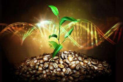 15/04/2024 Planta de café arábica. Científicos han secuenciado el genoma de referencia de mayor calidad hasta ahora de la variedad de café más popular, el arábica, desvelando secretos de su linaje, que abarca milenios y continentes. POLITICA INVESTIGACIÓN Y TECNOLOGÍA UNIVERSIDAD DE BUFALO