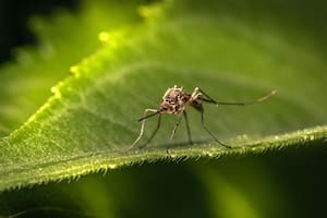 15/05/2023 Mosquito tigre POLITICA ITI