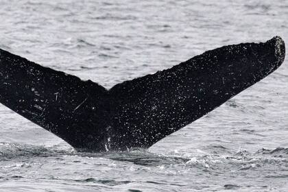 15/12/2023 Cola de ballena POLITICA INVESTIGACIÓN Y TECNOLOGÍA JODI FREDIANI. NOAA