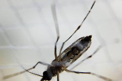 16/03/2016 Mosquito aedes hembra, dengue SOCIEDAD ESPAÑA EUROPA MADRID SALUD NIAID