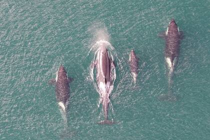 16/05/2024 Orcas residentes del norte respirando. POLITICA INVESTIGACIÓN Y TECNOLOGÍA UBC/HAKAI/ KEITH HOLMES