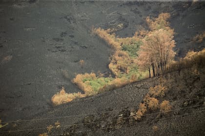 16/08/2022 Algunos árboles sobresalen entre la ceniza en una zona arrasada por el fuego, a 16 de agosto de 2022, en O Courel, Lugo, Galicia (España). O Courel es una de las zonas más afectadas por el fuego que se inició el pasado julio y que durante semanas quemó alrededor de 11.100 hectáreas convirtiéndose en el más grande registrado en la historia de Galicia debido a que se juntaron cinco focos. Un frente atlántico ha barrido este martes la mitad norte peninsular, descargando lluvia sobre las zonas quemadas. SOCIEDAD Carlos Castro - Europa Press