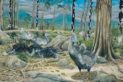 16/08/2024 Después de 400 años de confusión, trabajos recientes han cambiado radicalmente la forma en que pensamos sobre el aspecto y el comportamiento de los dodos.. Una revisión de literatura científica y relatos antiguos ha transformado la visión sobre los dodos, grandes aves no voladoras extintas hace siglos tras el contacto humano. POLITICA INVESTIGACIÓN Y TECNOLOGÍA JULIAN PENDER HUME