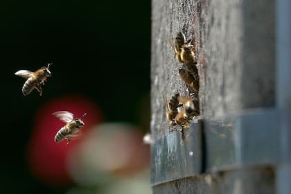 17-02-2022 Las colonias de abejas también utilizan postes de electricidad huecos como nidos (aquí una foto de Bélgica). POLITICA INVESTIGACIÓN Y TECNOLOGÍA DIMI DUMORTIER