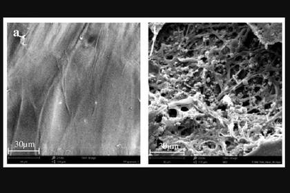 17/04/2023 El plástico antes (izquierda) y después (derecha).. El polipropileno, un plástico difícil de reciclar, ha sido biodegradado con éxito por dos cepas de hongos en un nuevo experimento dirigido por investigadores de la Universidad de Sydney. POLITICA INVESTIGACIÓN Y TECNOLOGÍA UNIVERSITY OF SYDNEY.