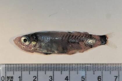 17/04/2023 Microichthys grandis. Una nueva especie de pez ha sido descubierta en el Atlántico nororiental, algo especial para los científicos ya que es una zona especialmente estudiada y explotada por flotas pesqueras. POLITICA INVESTIGACIÓN Y TECNOLOGÍA BRAM COUPERUS