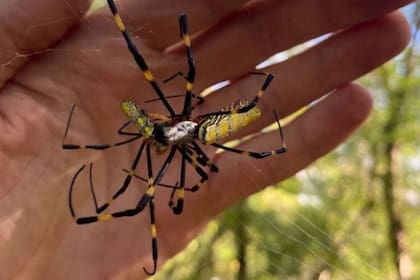 17/05/2023 Una araña gigante debe la supervivencia a su timidez. A pesar de su apariencia intimidante, las arañas gigantes invasoras de color amarillo y negro azulado que se extienden por el sureste de EE.UU. deben su supervivencia a que son tímidas. POLITICA INVESTIGACIÓN Y TECNOLOGÍA UNIVERSIDAD DE GEORGIA