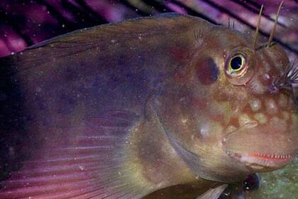 17/06/2024 Blenio de labios rojos, una especie marina tropical en la que los investigadores descubrieron los ictiocólidos.. Un nuevo parásito recién caracterizado en el blenio de labios rojos, un pez que vive en arrecifes tropicales, está presente en peces de todo el mundo. POLITICA INVESTIGACIÓN Y TECNOLOGÍA FRANÇOIS LIBERT