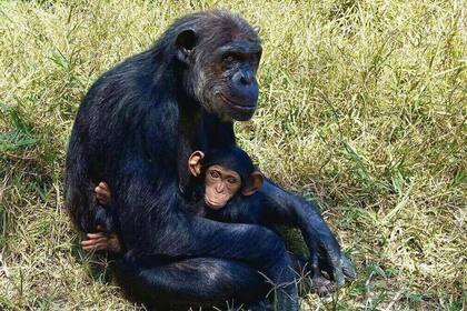 17/06/2024 Gran simio. Científicos de la Universidad de Swansea y la UBC Okanagan (UBCO) ha descubierto una nueva perspectiva sobre la evolución humana al comparar los corazones humanos con los de otros grandes simios. POLITICA INVESTIGACIÓN Y TECNOLOGÍA DR ROBERT SHAVE, UBC OKANAGAN.