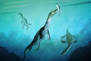 17/06/2024 Reconstrucción del reptil marino más antiguo del hemisferio sur. Notosaurios nadando a lo largo de la antigua costa polar sur de lo que hoy es Nueva Zelanda hace unos 246 millones de años. POLITICA INVESTIGACIÓN Y TECNOLOGÍA STAVROS KUNDROMICHALIS.