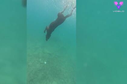 17/07/2023 Un perro de rescate con miedo al agua se convierte en buceador de récord. MADRID, 17 (EDIZIONES) Un valiente perro de salvamento que antes tenía miedo al agua ha hecho lo impensable y se ha convertido en un buceador de aguas profundas "que bate récords mundiales". SOCIEDAD YOUTUBE - VIDELO - DANIEL BEES