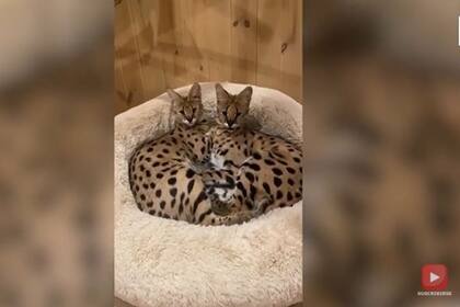 18-01-2022 Estos dos gatos serval tienen algo especial SOCIEDAD VIDELO - CATERS  - @LONDON_BIG_CAT