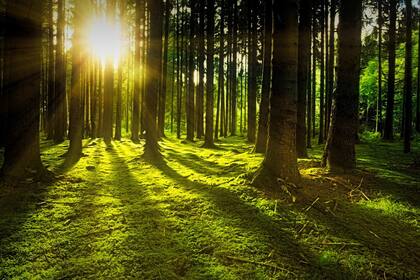 18 de octubre, día mundial de la naturaleza