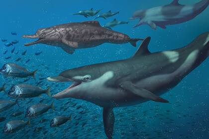 18/05/2022 Restauración de la vida de los delfines descritos en este estudio: Kentriodon en primer plano, en el fondo un squalodelfinido (izquierda) y un fyseterido (derecha) persiguiendo a un grupo de eurhinodelfinidos. POLITICA INVESTIGACIÓN Y TECNOLOGÍA JAIME CHIRINOS
