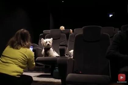 19-01-2022 Abre el primer cine adaptado para perros en Manchester.  MADRID, 19 Ene. (EDIZIONES) Los dueños de perros y sus mascotas podrán  disfrutar juntos de la experiencia de la gran pantalla en Manchester, con un nuevo cine en miniatura apto para perros, que incluye todas las comodidades para los caninos.  SOCIEDAD YOUTUBE - VIDELO
