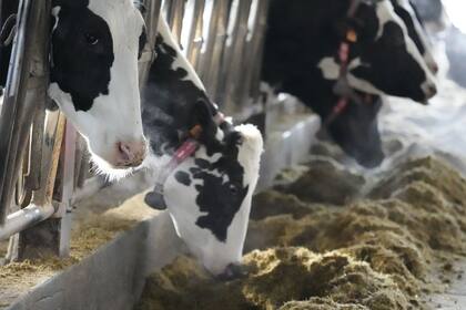 19-01-2022 Varias vacas comen en la Ganadería El Molino, a 19 de enero de 2022, en Karrantza, Vizcaya, Euskadi, (España). POLITICA H.Bilbao - Europa Press