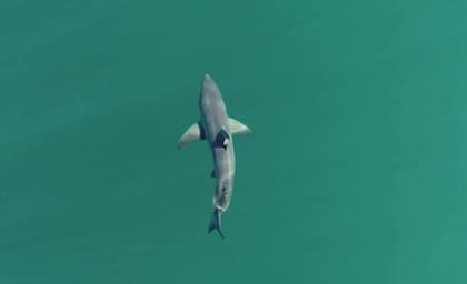 19/04/2024 Tiburón blanco juvenil. Científicos marinos han demostrado por primera vez que los grandes tiburones blancos juveniles seleccionan aguas cálidas y poco profundas para agruparse a un kilómetro de la costa. POLITICA INVESTIGACIÓN Y TECNOLOGÍA FRONTIERS