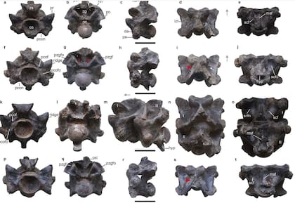 19/04/2024 Vétebras fosilizadas de la nueva especie de serpiente POLITICA INVESTIGACIÓN Y TECNOLOGÍA SCIENTIFIC REPORTS/DATTA ET AL.