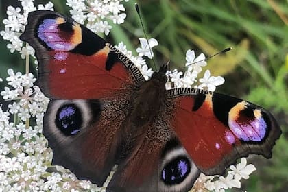 19/10/2022 Una mariposa pavo real (Aglais io) tiene manchas oculares en la superficie superior de cada ala delantera y trasera que parecen mirarte a los ojos. POLITICA INVESTIGACIÓN Y TECNOLOGÍA HANNAH ROWLAND
