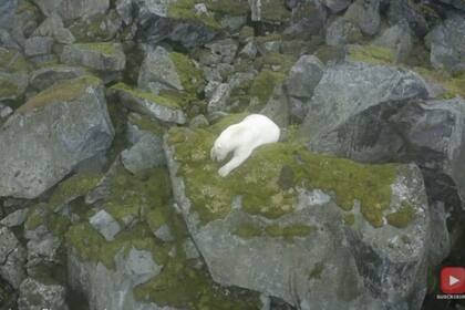 20-01-2022 Captan a un oso polar en un lugar inhóspito de Noruega SOCIEDAD YOUTUBE - VIDELO -  FLORIAN LEDOUX