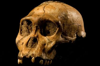 20/01/2020 Australopithecus sediba. POLITICA CC BY-SA 4.0