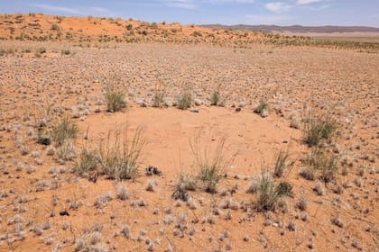 20/03/2024 Un típico círculo de hadas en Kamberg, que los investigadores investigaron durante la temporada de lluvias de 2024. POLITICA INVESTIGACIÓN Y TECNOLOGÍA STEPHAN GETZIN