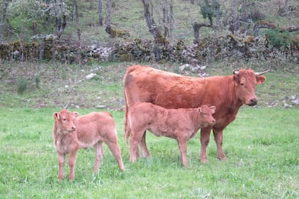 20/04/2014 Vaca, vacas. Ternera, terneros. Ganado vacuno. Carne. Pastos. SOCIEDAD ECONOMIA ESPAÑA EUROPA