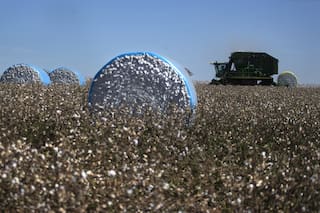 Algodón: la demanda mundial exige prácticas sustentables