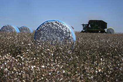 (200718) -- LUZIANIA, 18 julio, 2020 (Xinhua) -- Imagen del 10 de julio de 2020 de un vehículo agrícola cosechando algodón en la granja Onca, en Luziania, estado de Goiás, Brasil. El sector algodonero brasileño confía en que la recuperación económica de China tras la enfermedad causada por el nuevo coronavirus (COVID-19) impulse nuevamente el mercado que se vio afectado por la paralización económica mundial, con una caída de las exportaciones, explicó a Xinhua el productor y director de la algodonera GM, Carlos Moresco. (Xinhua/Lucio Tavora) (lt) (ra) (da) (dp)