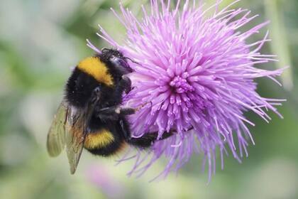 20/11/2023 Abejorro POLITICA INVESTIGACIÓN Y TECNOLOGÍA UNIVERSIDAD DE OXFORD