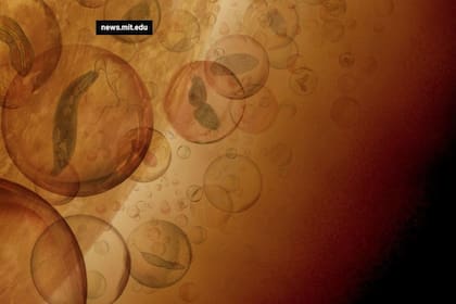 21-12-2021 Concepción artística de la biosfera aérea en capas de nubes de la atmósfera de Venus. En esta imagen, la vida microbiana hipotética en las nubes de Venus reside en partículas protectoras de la nube y es transportada por los vientos alrededor del planeta POLITICA INVESTIGACIÓN Y TECNOLOGÍA MIT J. PETKOWSKA