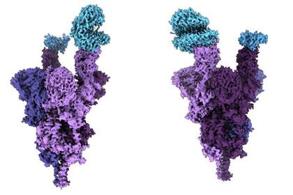 21/01/2022 Estructura atómica de la proteína de espiga de la variante ómicron (púrpura) unida al receptor humano ACE2 (azul). SALUD UBC FACULTY OF MEDICINE