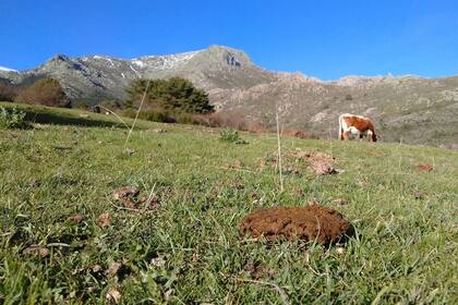 21/12/2023 Un estudio revela cómo la diversidad de escarabajos coprófagos afecta a la descomposición del excremento en pastizales . Un equipo internacional, coliderado por Ana M.C. Santos, y en el que también participa Eva Cuesta, ambas del Departamento de Ecología de la Universidad Autónoma de Madrid (UAM), ha publicado un estudio en Nature Communications que evalúa cómo la diversidad de escarabajos coprófagos afecta la descomposición del excremento en pastizales de diferentes regímenes ganaderos. SOCIEDAD UNIVERSIDAD AUTÓNOMA DE MADRID
