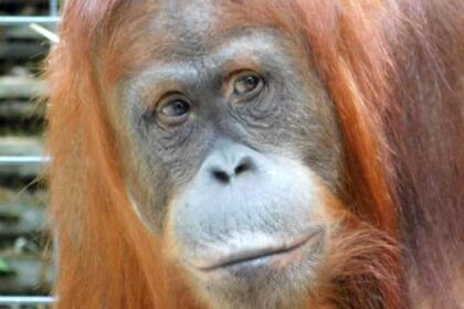 22-06-2021 Orangután de Sumatra POLITICA INVESTIGACIÓN Y TECNOLOGÍA UDE/KAI CASPAR