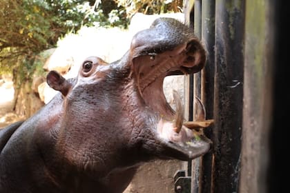 22 mil personas juntaron dinero para comprar un zoológico de Pont Scorff, en Francia, y liberar a sus huéspedes