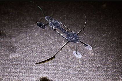 22/01/2024 El zancudo de agua pesa 55 miligramos y puede moverse a 6 milímetros por segundo POLITICA INVESTIGACIÓN Y TECNOLOGÍA WSU /BOB HUBNER