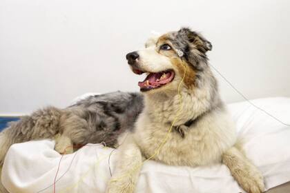 22/03/2024 Esta fotografía muestra una configuración experimental de EEG para perros.. Más allá de entender que algunas palabras representan algunas acciones u órdenes, los perros también pueden identificar algunas palabras con objetos concretos. POLITICA INVESTIGACIÓN Y TECNOLOGÍA GRZEGORZ ELIASIEWICZ