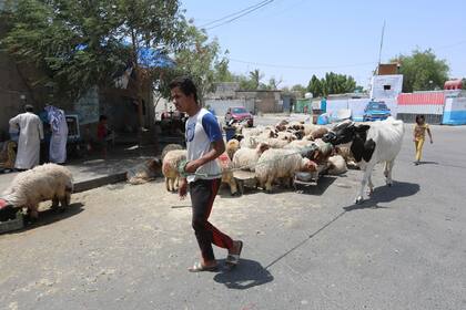 22/05/2022 Imagen de archivo de ganadería en Irak POLITICA ORIENTE PRÓXIMO ASIA IRAQ INTERNACIONAL CONTACTO PHOTO