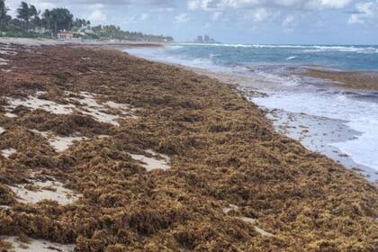 22/05/2023 Algunos datos basados en cultivos muestran que el sargazo varado parece albergar grandes cantidades de bacterias Vibrio.. La interacción entre algas sargazos, desechos plásticos marinos y la bacteria Vibrio crea la tormenta "patógena" perfecta que tiene implicaciones tanto para la vida marina como para la salud pública. POLITICA INVESTIGACIÓN Y TECNOLOGÍA BRIAN LAPOINTE, FAU HARBOR BRANCH