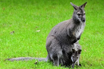 22/05/2023 Canguro con su cría. La evolución de los mamíferos se ha invertido, según una nueva investigación que sugiere que los marsupiales son los mamíferos más evolucionados. POLITICA INVESTIGACIÓN Y TECNOLOGÍA PUBLICDOMAINPICTURES.NET