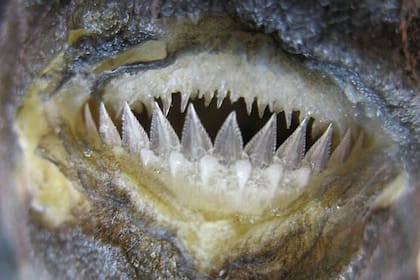 22/05/2023 Las fauces de Dalatias licha (tiburón kitefin). Los dientes inferiores del tiburón forman un borde cortante continuo con el que puede morder pedazos de animales más grandes. POLITICA INVESTIGACIÓN Y TECNOLOGÍA MANUEL STAGGL